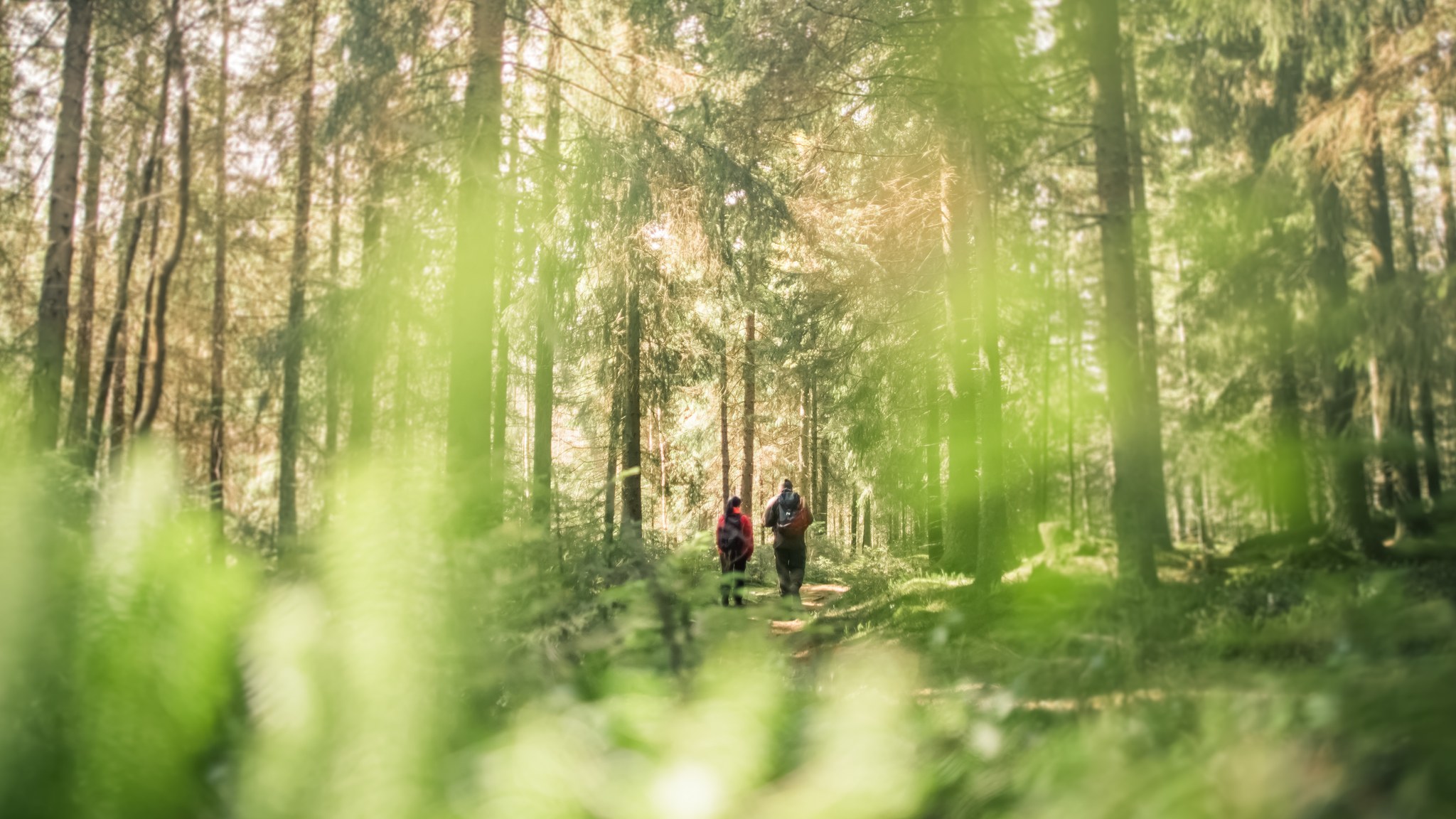 People hiking in green forest