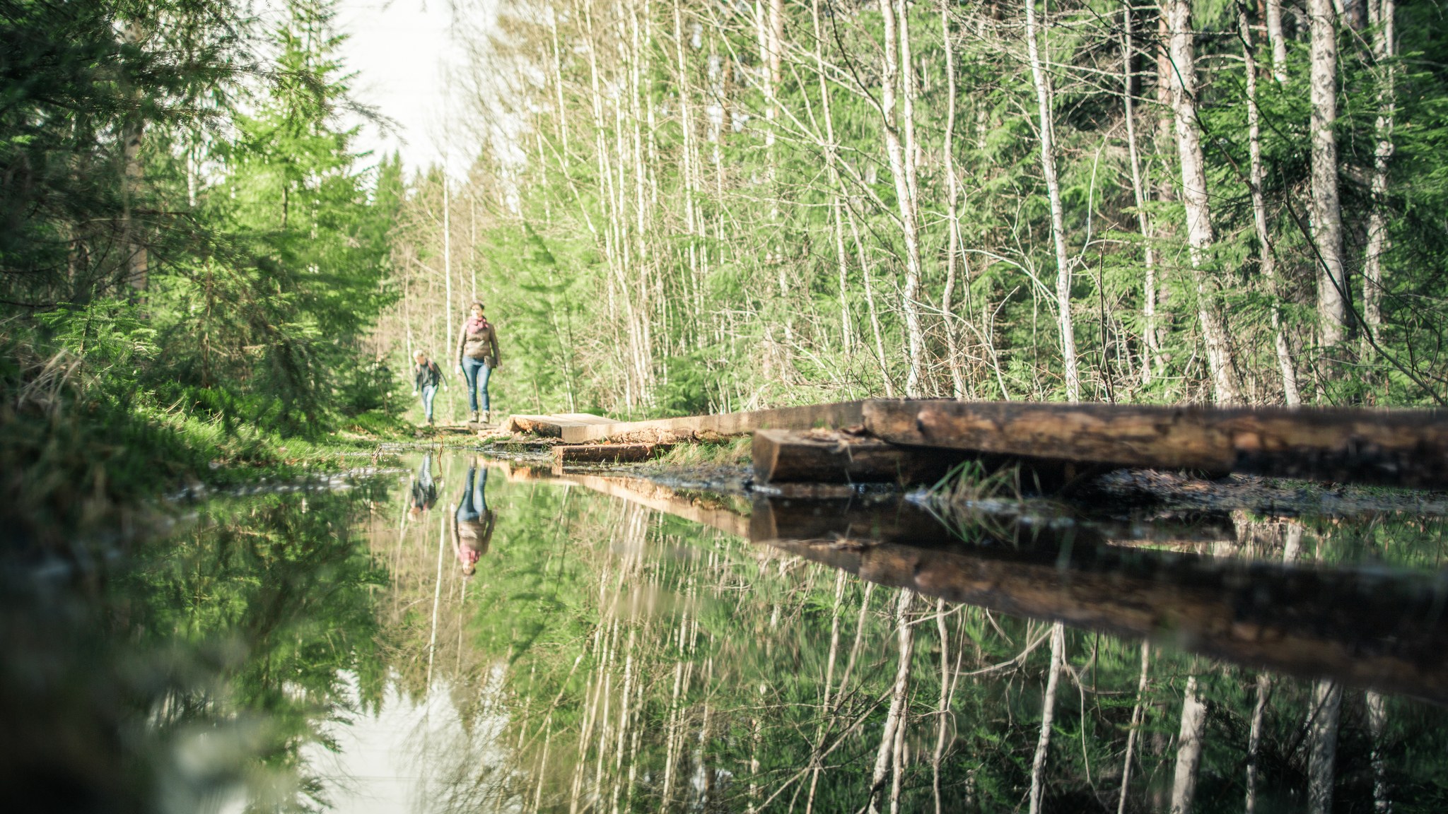 people walking in green forest next to a pond