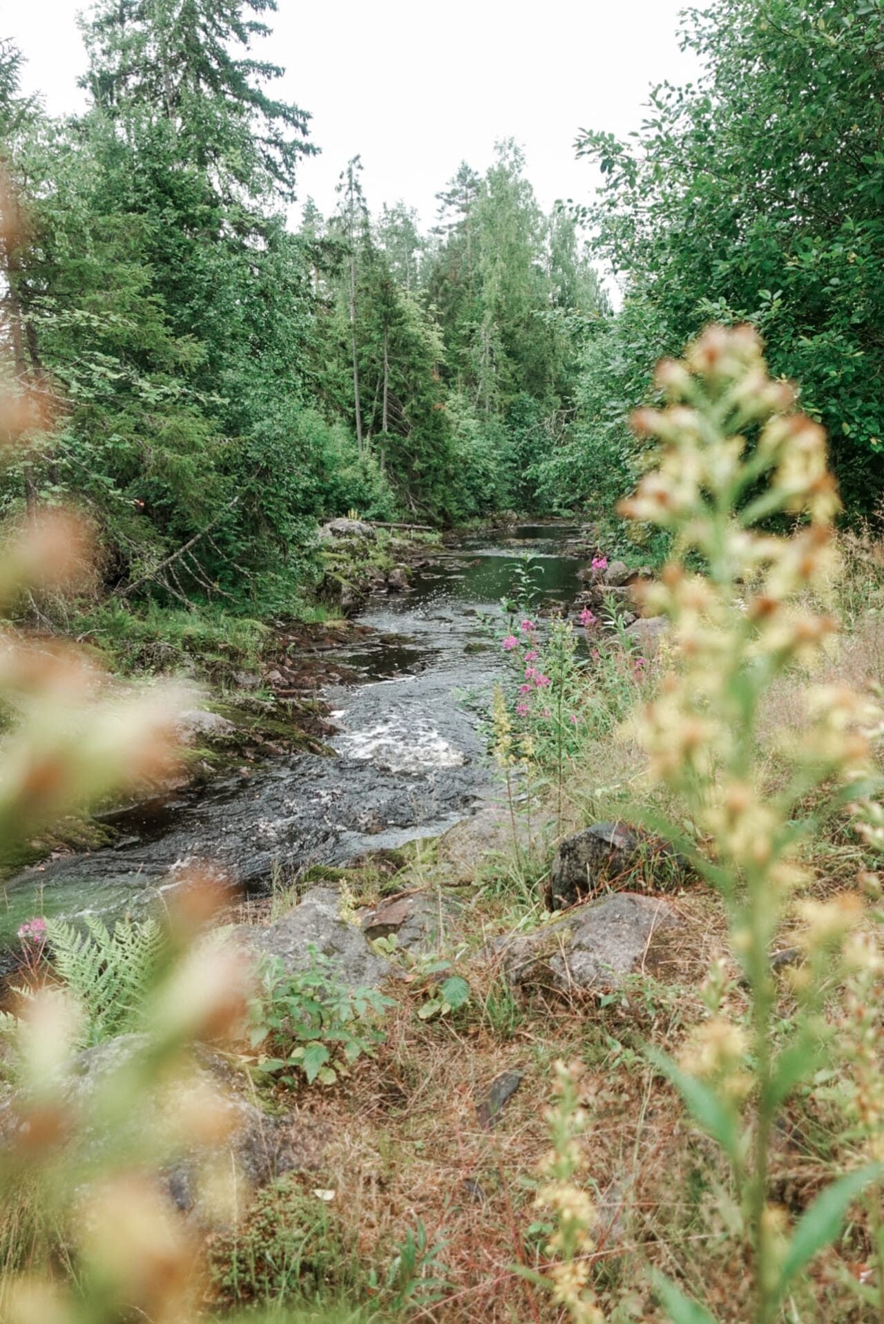Virtaava joki Kuttuniskan lenkillä Kurussa Ylöjärvellä. Edessä kukkia.