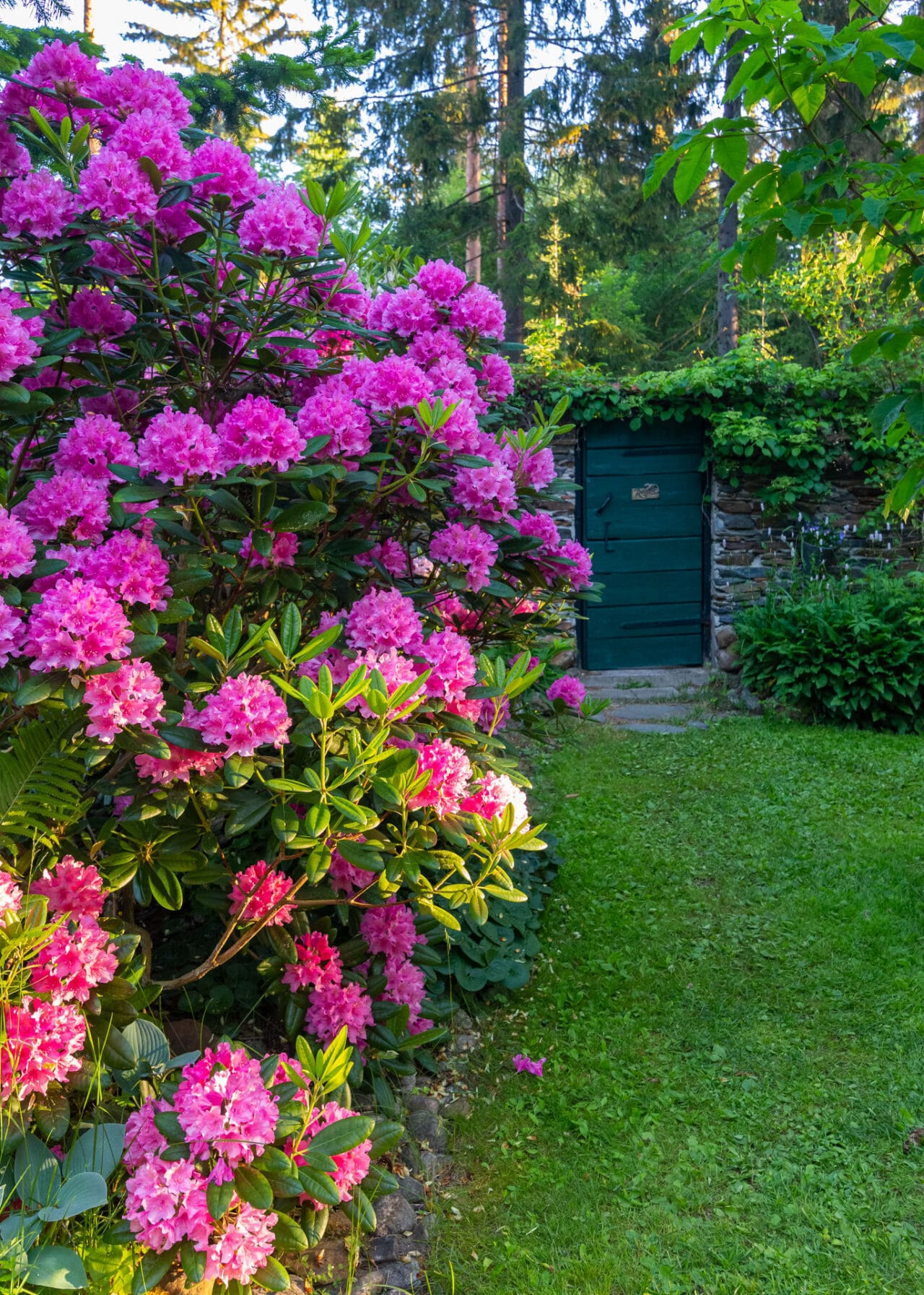 Pink rhododendron in the front and a stone entrance wall in the background