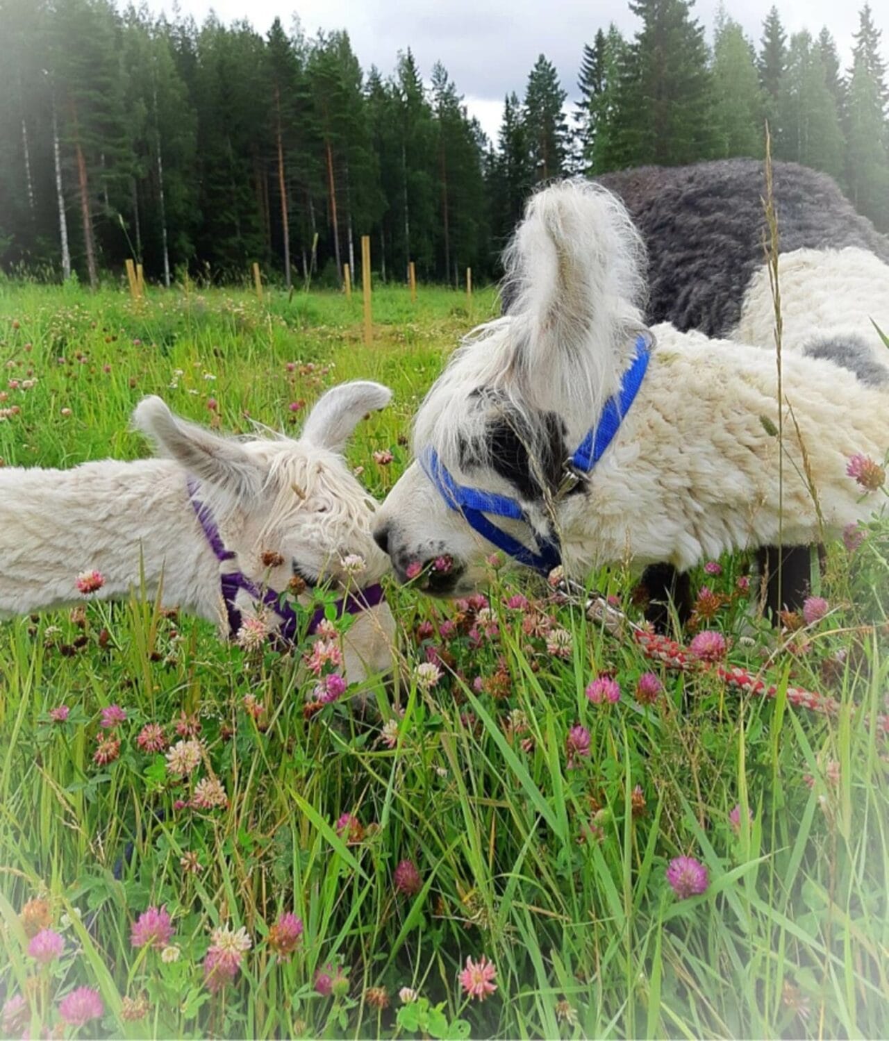 Kaksi laamaa laitumella syömässä