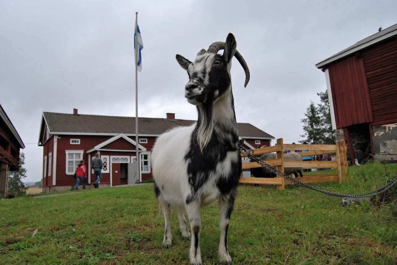 Keikyän Kotiseutumuseon pihaa eläimineen