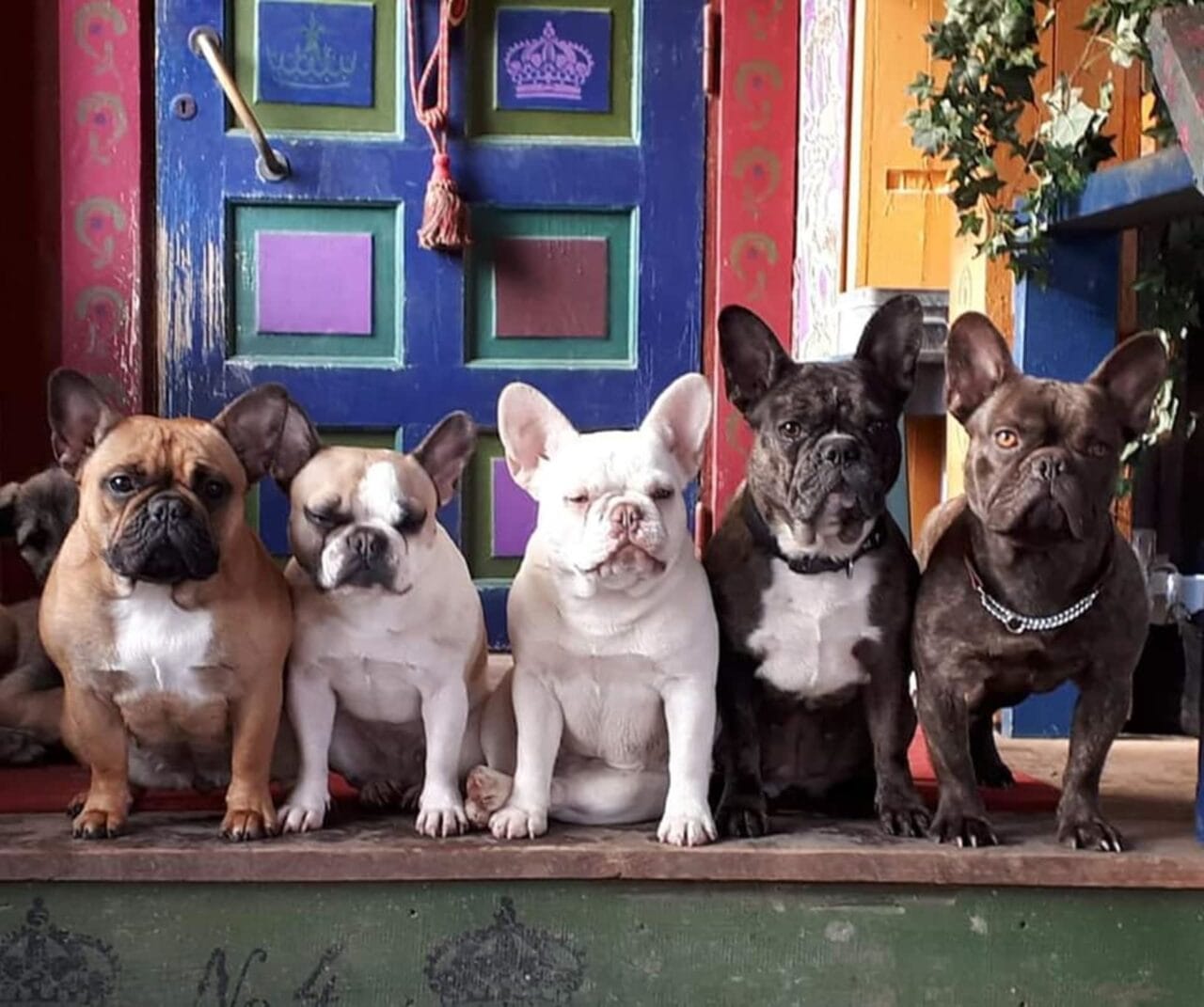 Ponimaan ranskanbulldogit
