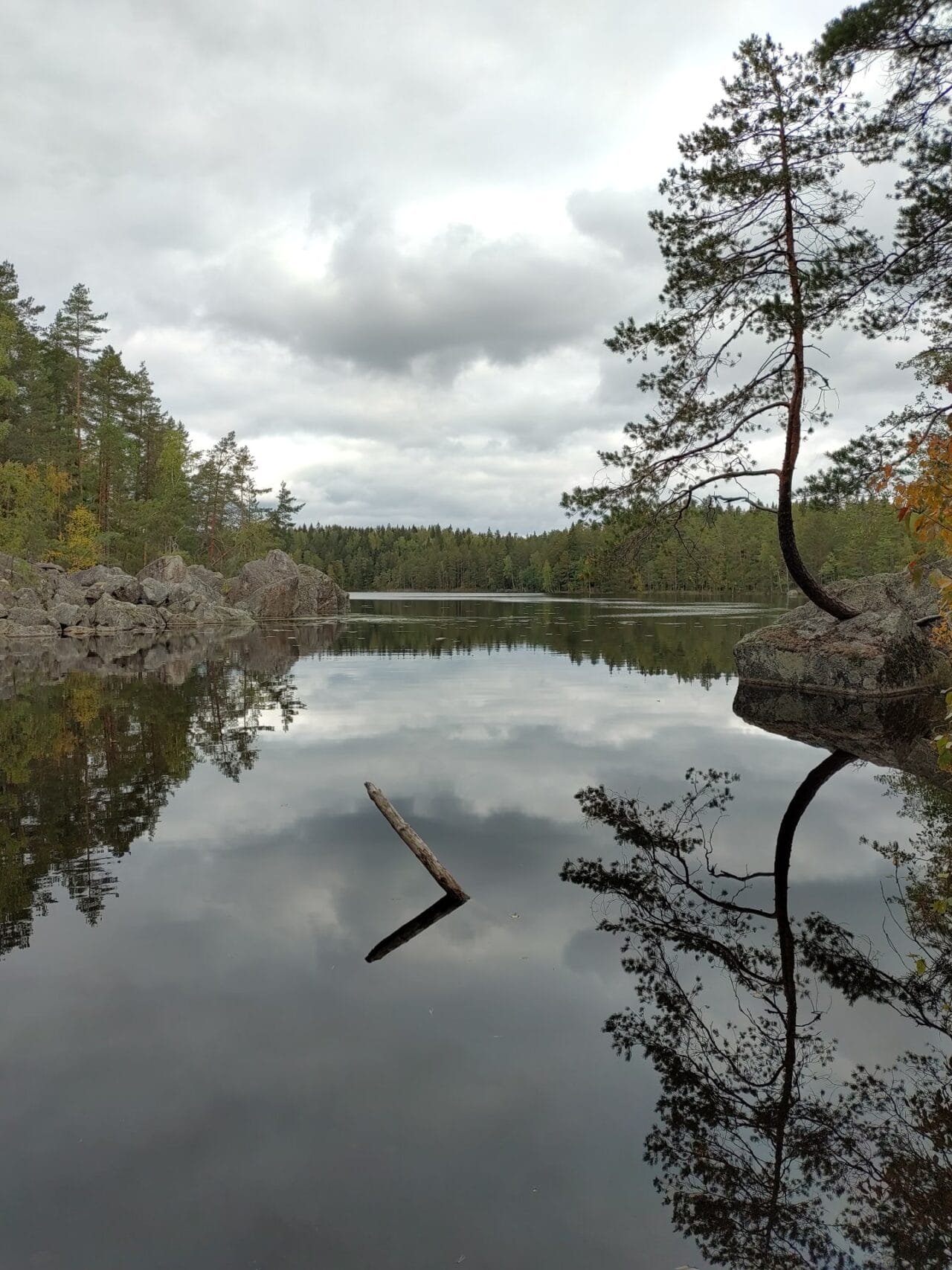 Tyyni metsäjärven poukama