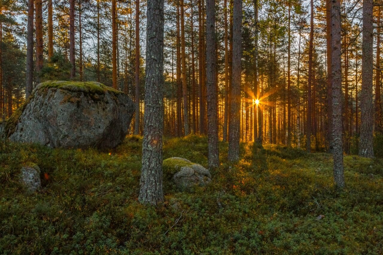 View on Kaarina Trail