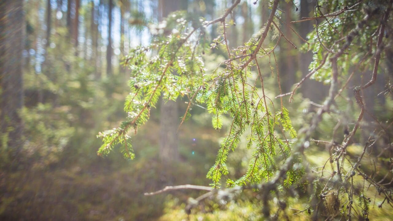 Forest in sunshine.