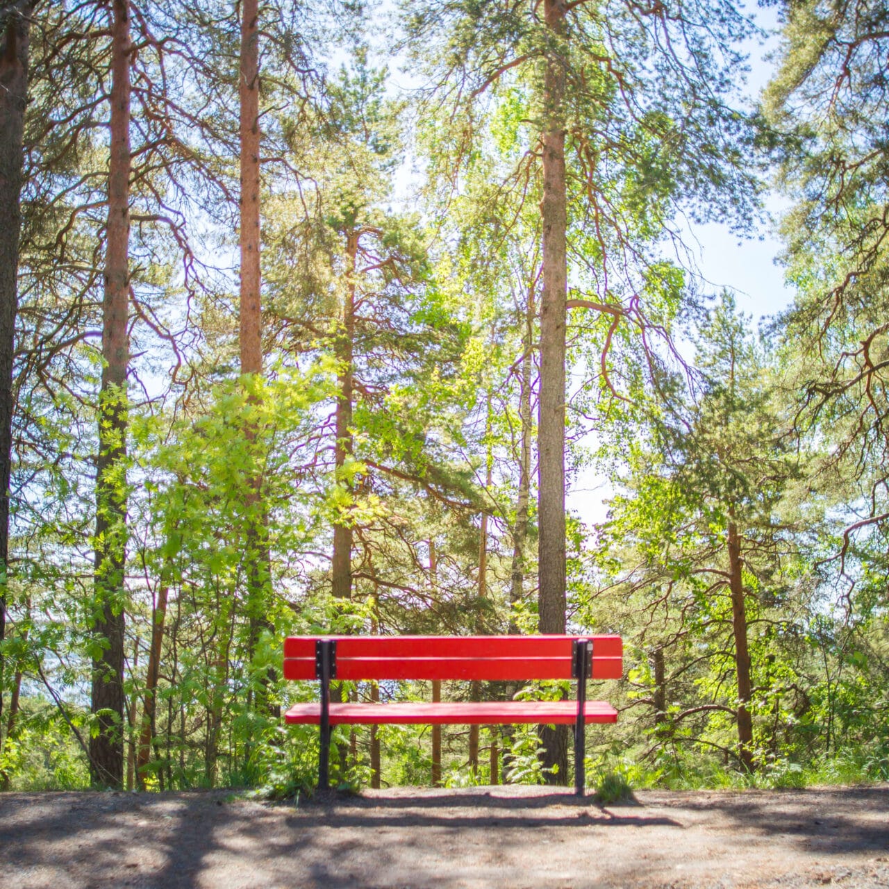 Bench in the woods
