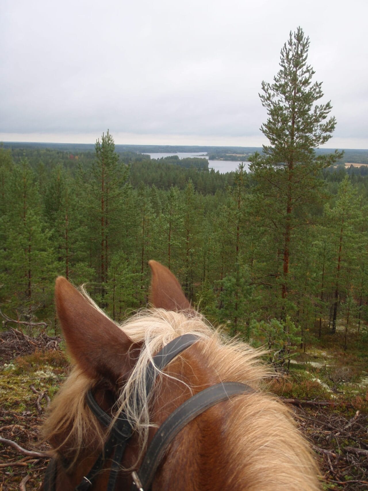 Geopark Hämeenkangas in summertime