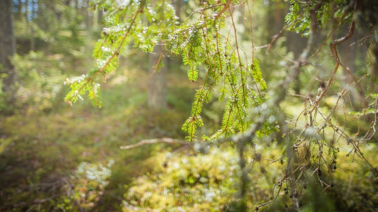 Forest and sunshine.