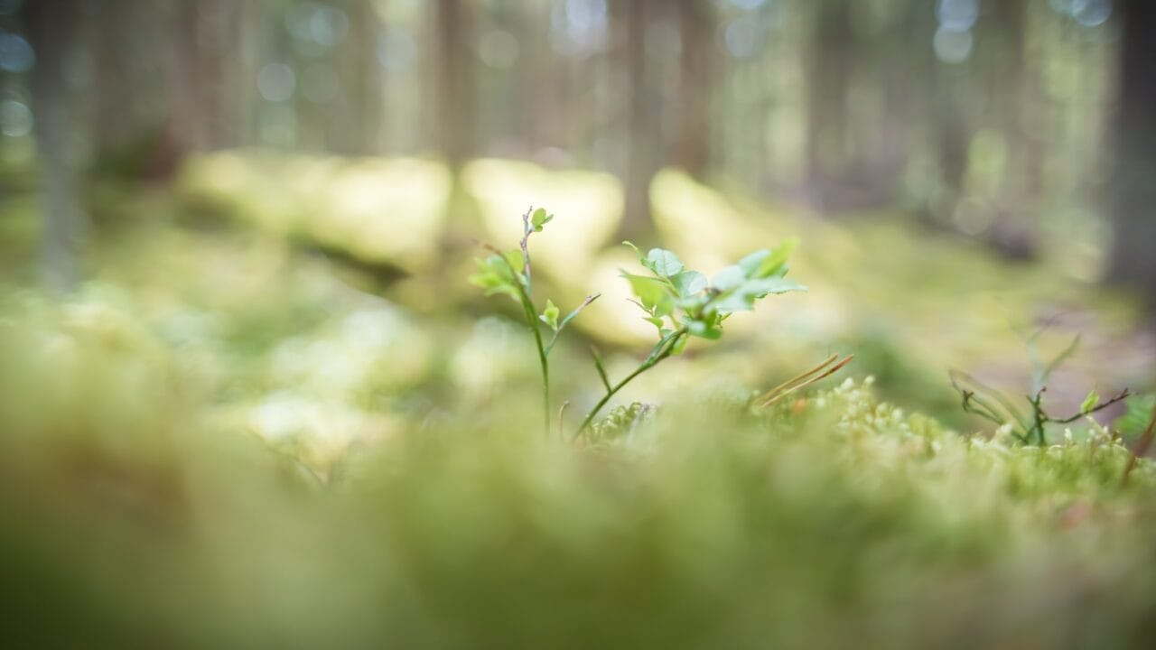 Sunshine in the forest .