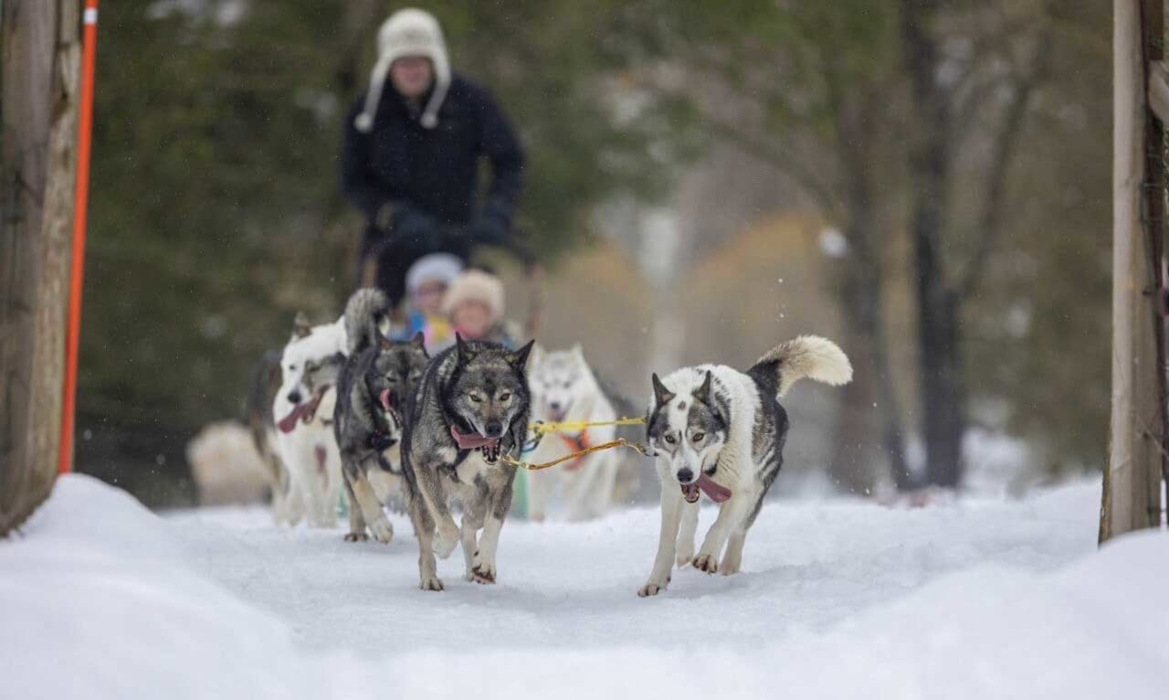 Huskypiknik-valjakko.