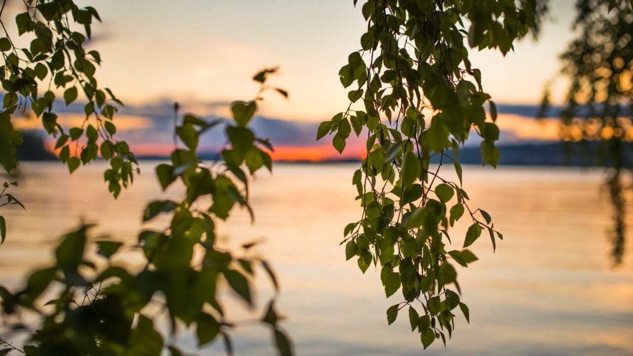 Sunset behind the birch