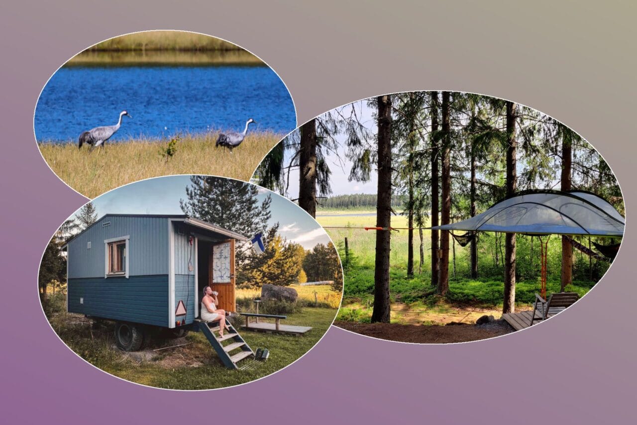 Enjoy a Finnish sauna experience and relax in a private tree tent.
