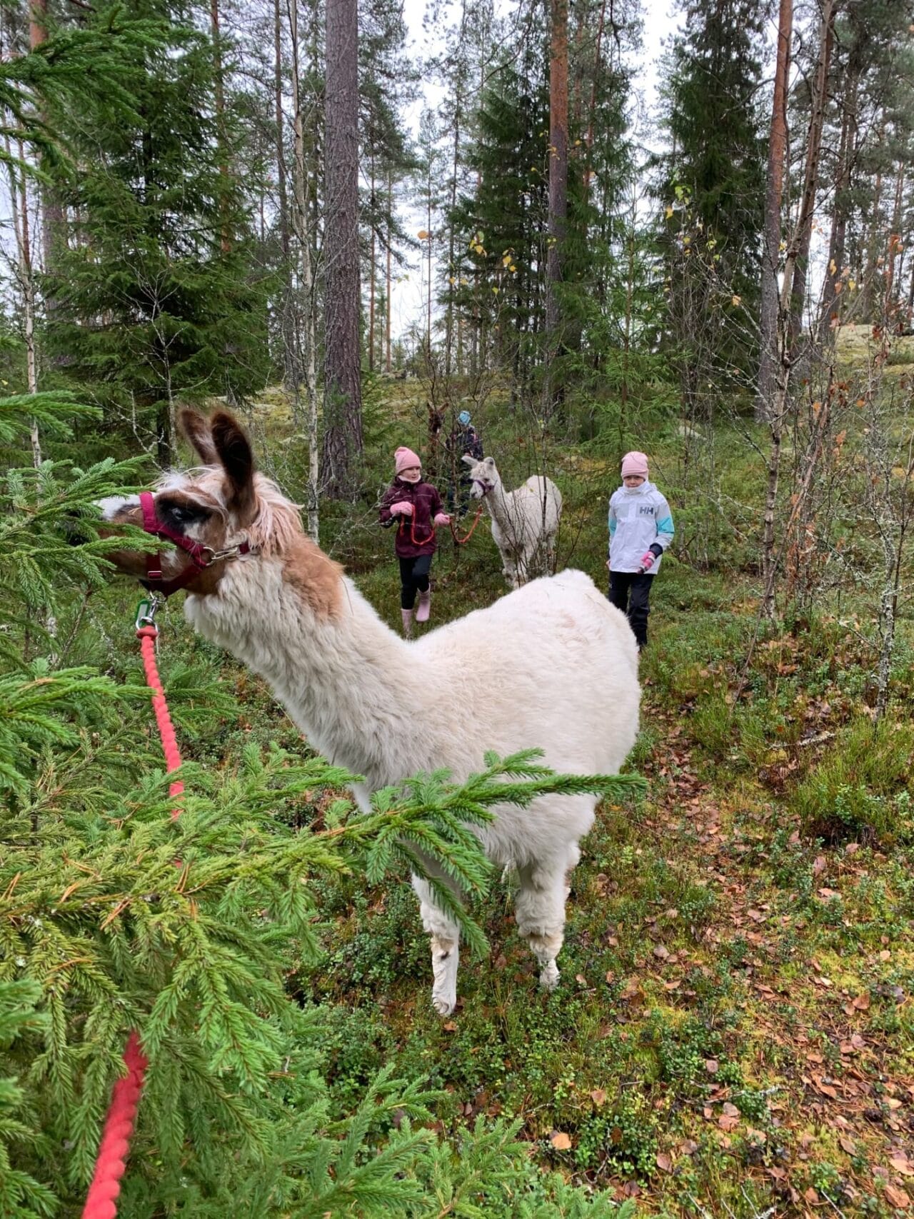 People walking with llamas in forest.