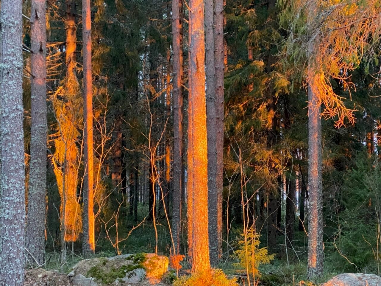 Trees offer us wellbeing!