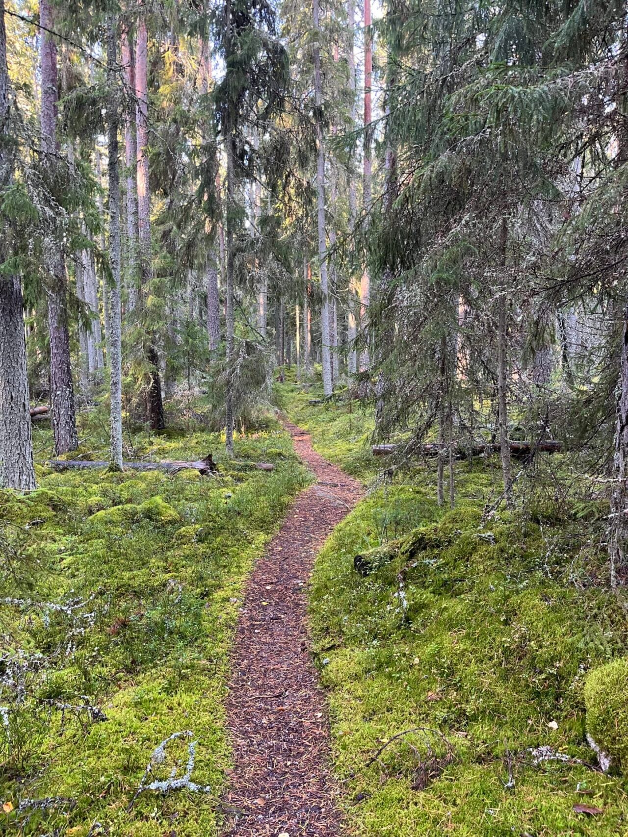 Polku metsässä