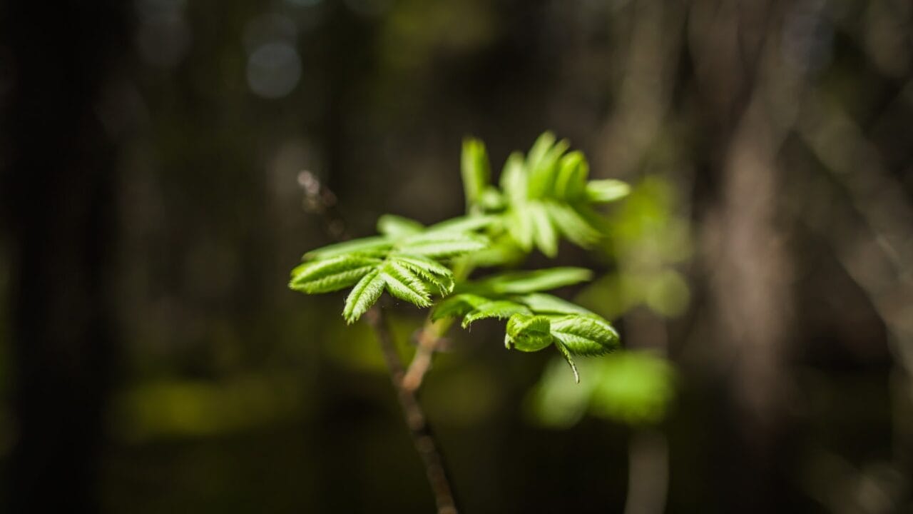 Forest plant.