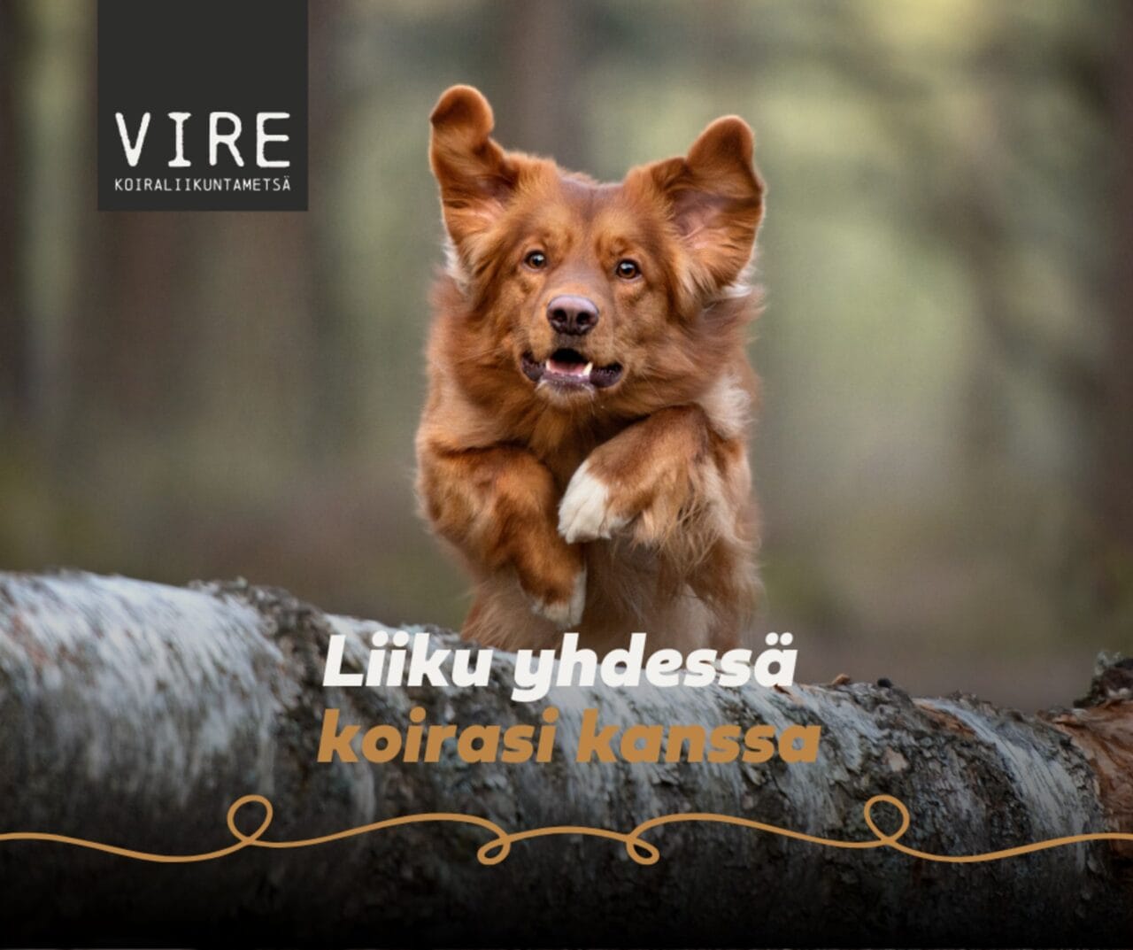 Koira hyppäämässä puun yli Koiraliikuntametsä Vireessä Nokialla