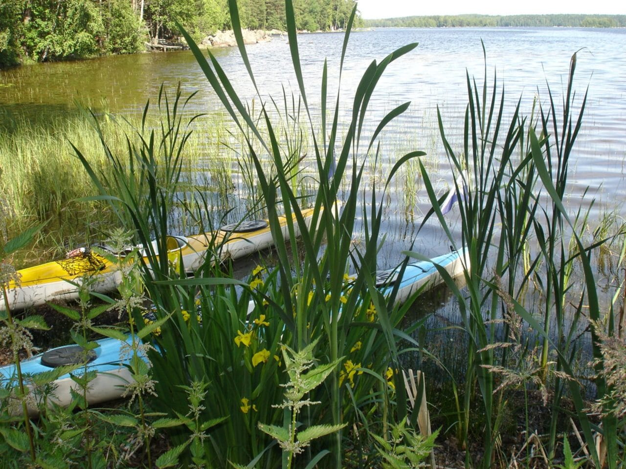 Lake vegetation