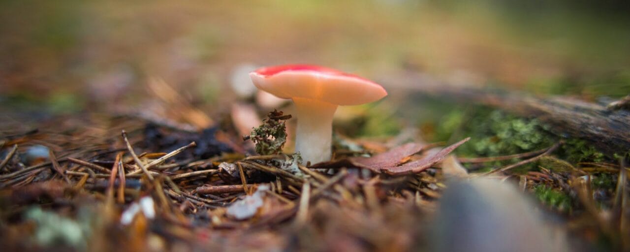 Mushrooms by the nature trail.