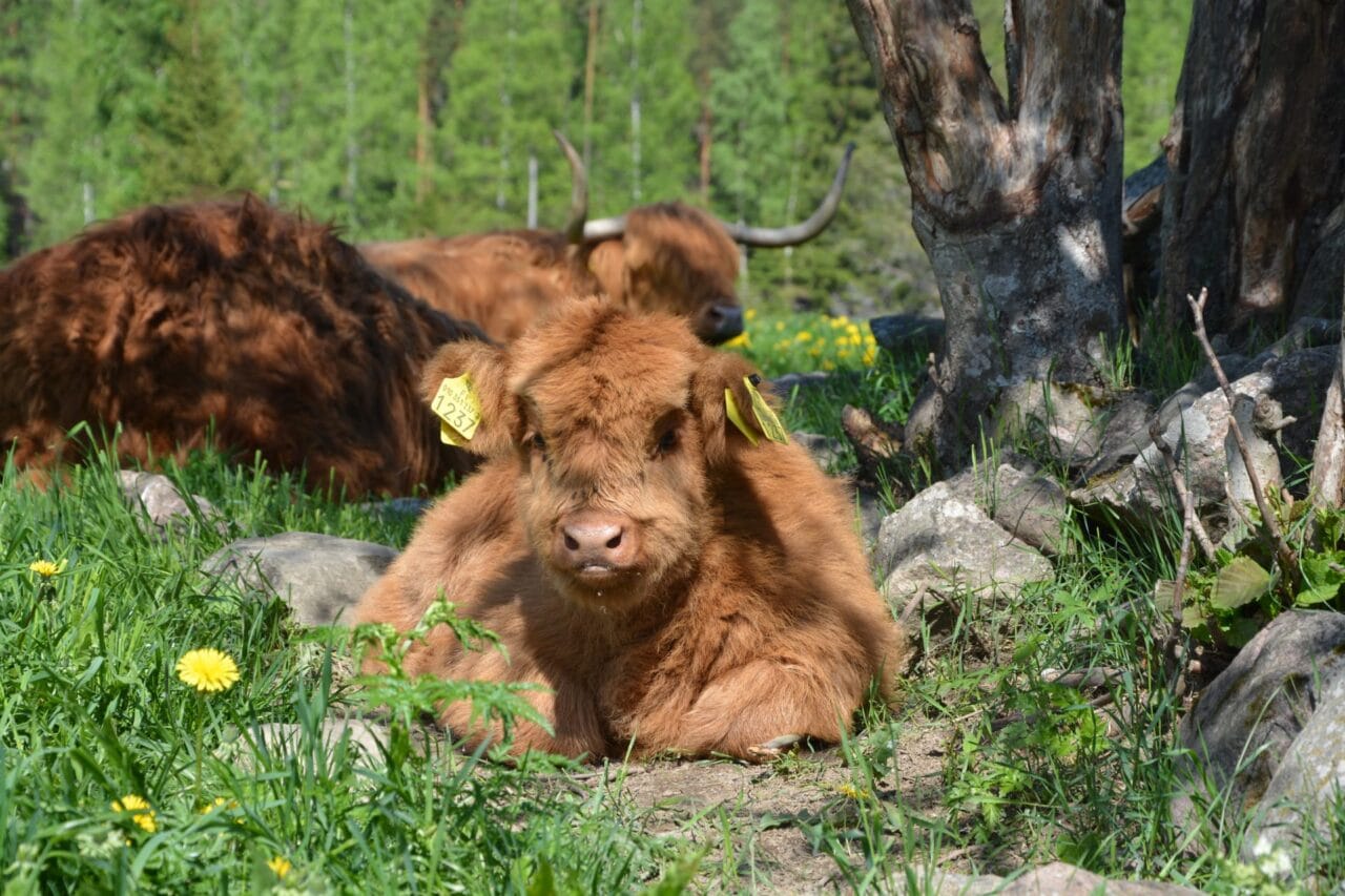 Ylämaan nauta