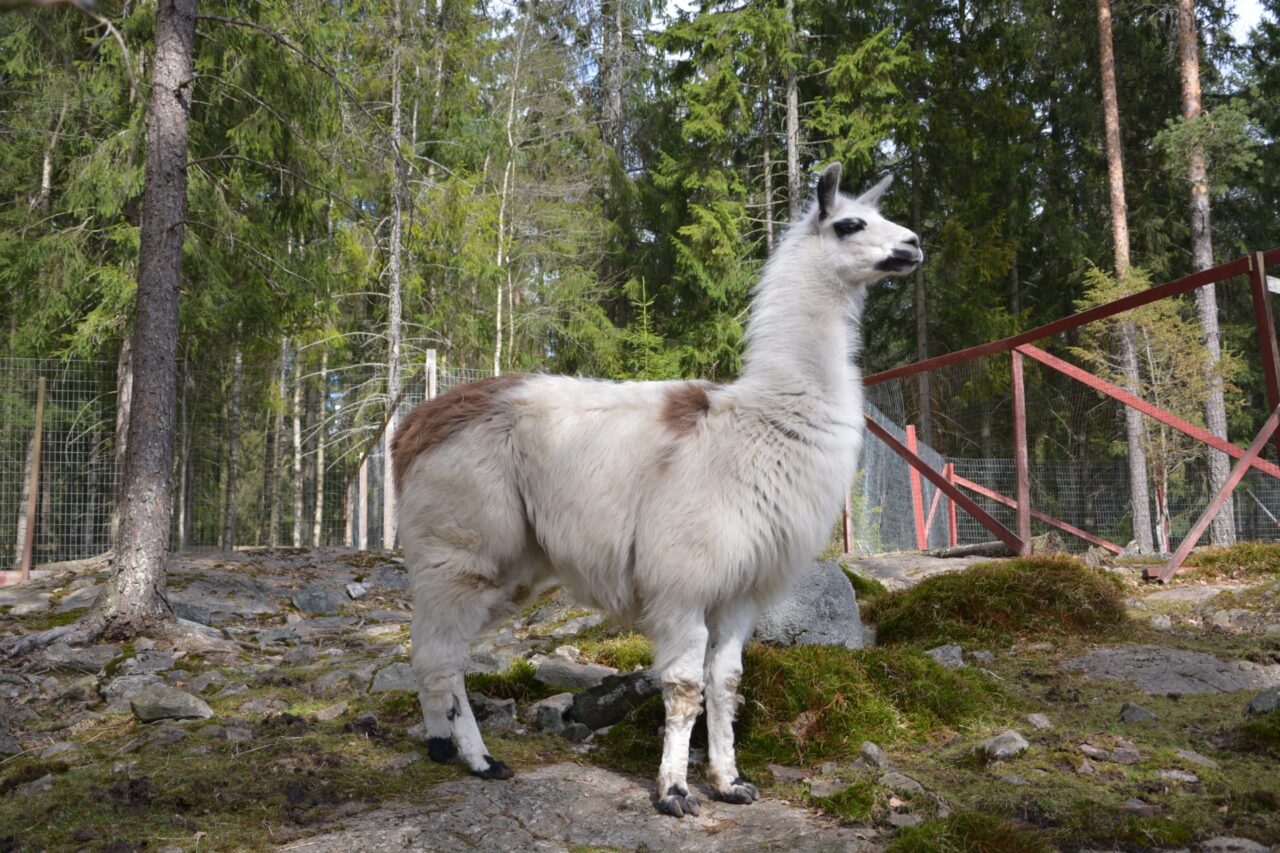 Laama