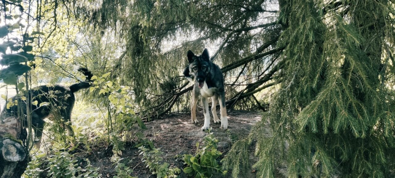 Siperianhusky koirametsässä