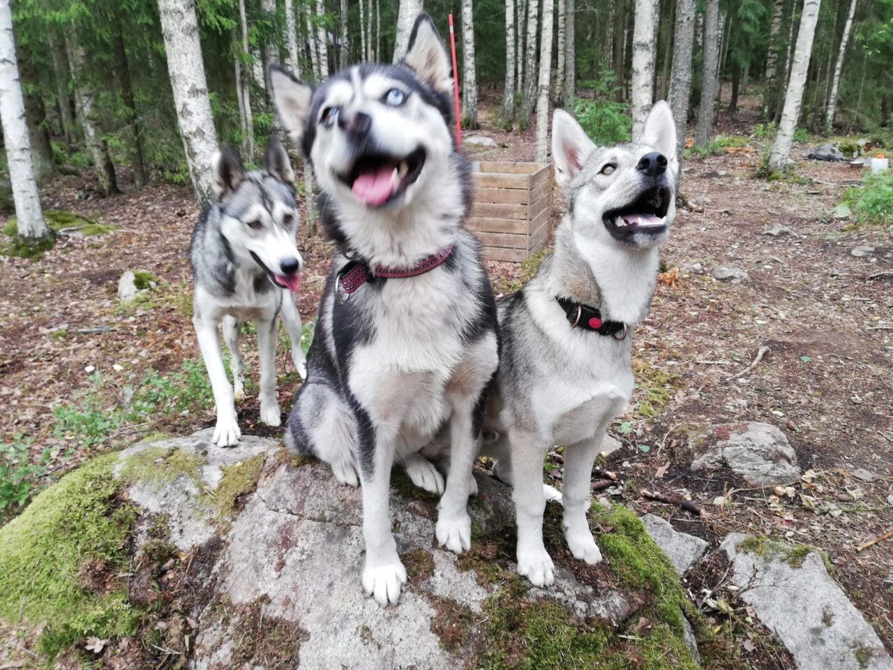 Siperianhusky