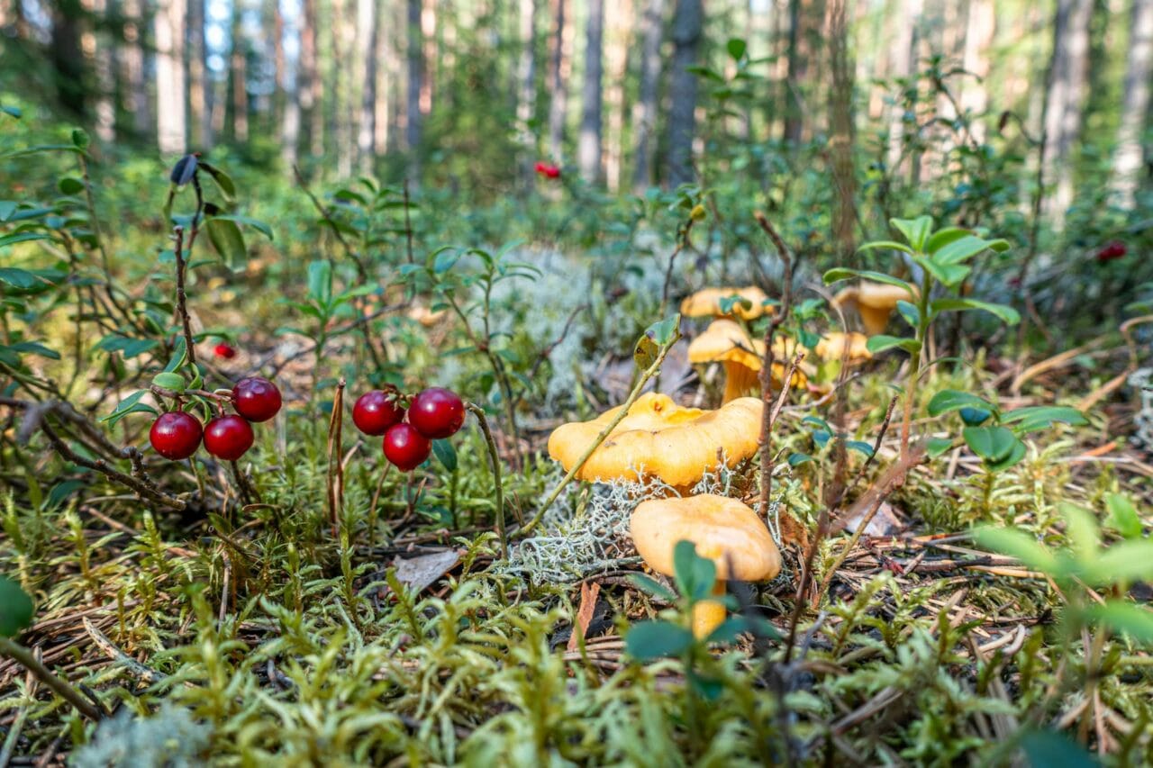 Kanttarelleja ja puolukoita metsässä