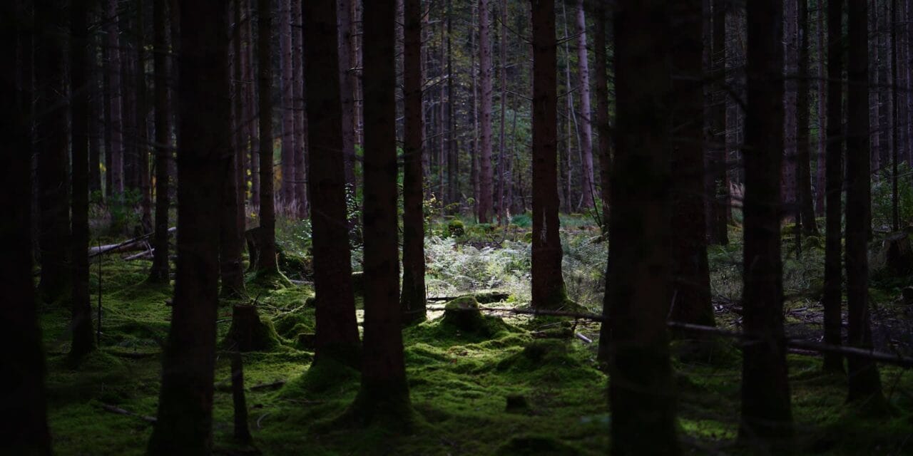 Metsää ja tummia puunrunkoja