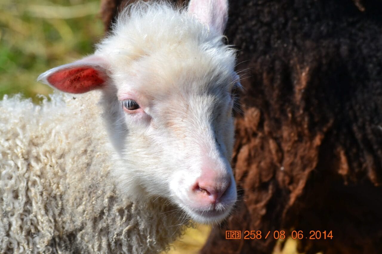 Lammas