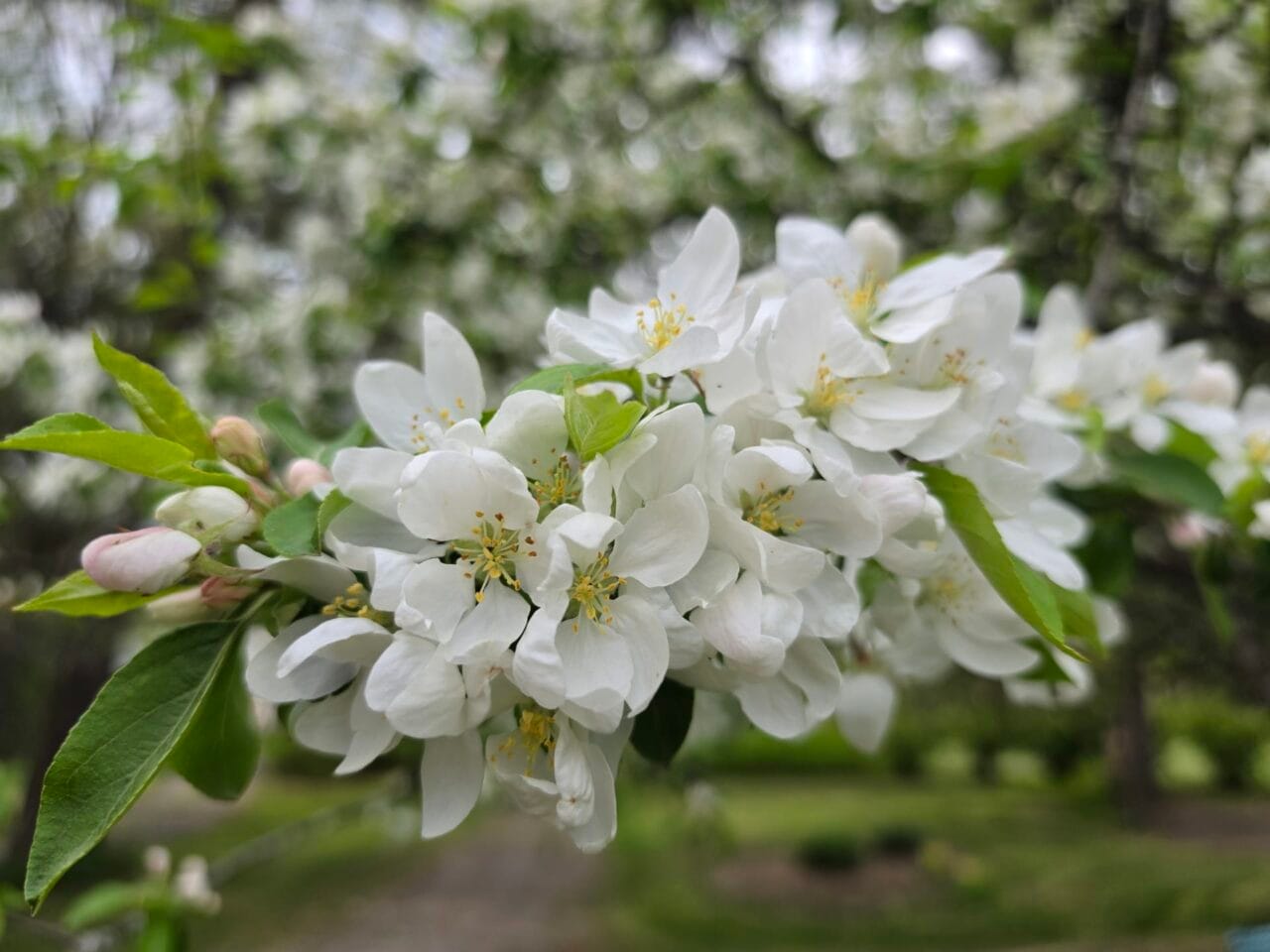 Valkoisia kukkia