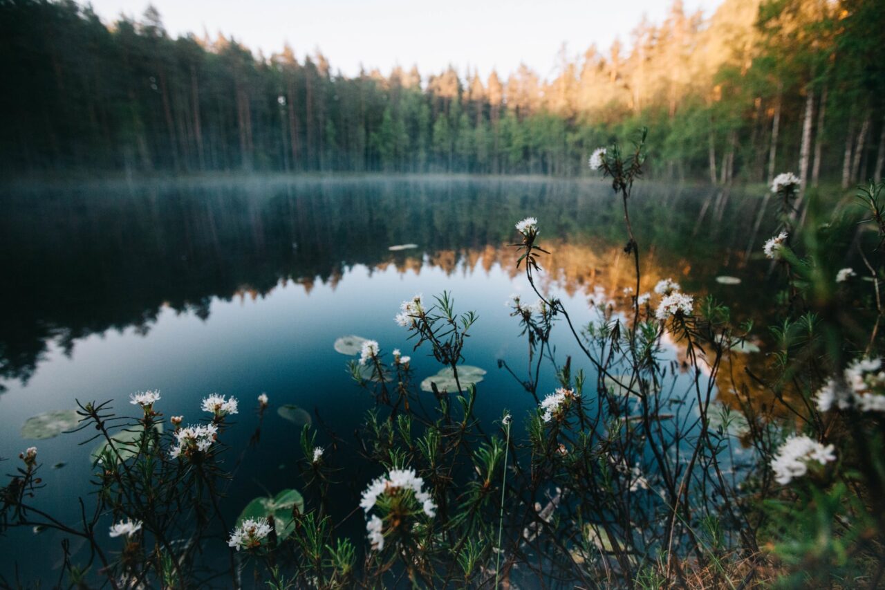 Kesäinen kaunis suomaisema, suopursukukkia ja suolampi.
