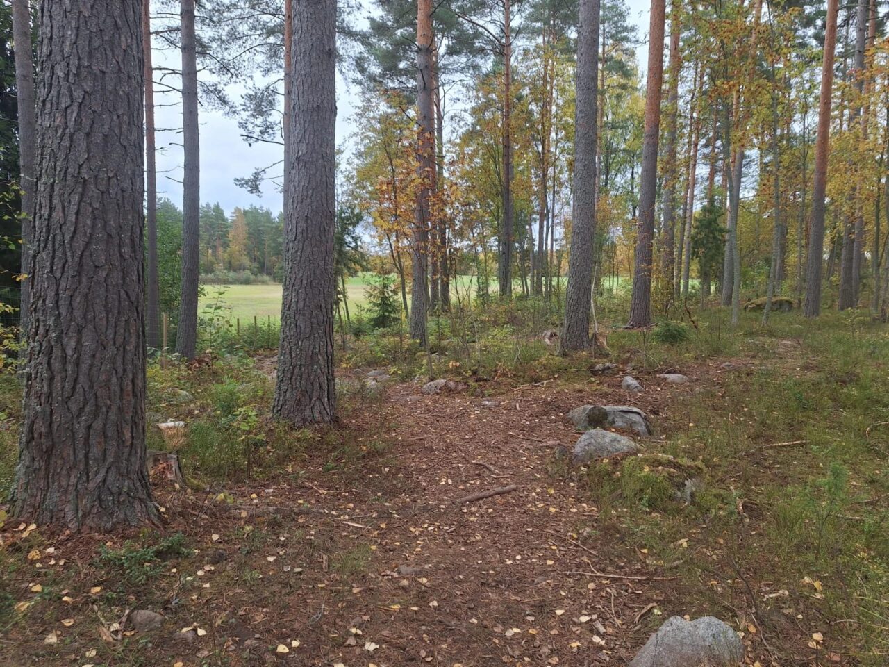 Vanhaa mäntymetsää